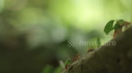 ants