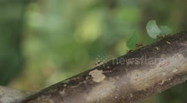ants working