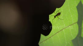 ant cutting tree leaf