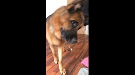 Woman pranks her dog with a recording of other dogs