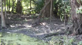 Raccoon hides behind tree as Aligator sneakly watches them waiting for the moment to attack in a Louisiana Swamp