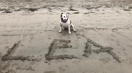 Dog sitting on the sandy beach