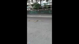 Escaped python sparks panic on busy road during rush hour