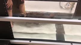 Chubby cat takes to an underwater treadmill to shed the pounds