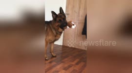 Woman pranks her dog with a recording of other dogs