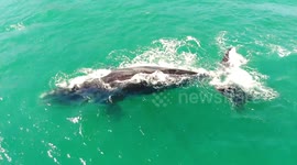 Drone captures mother whale and calf swimming off Chile