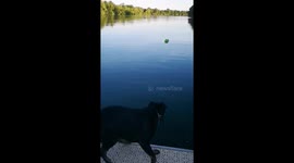 Slow Mo dog jump