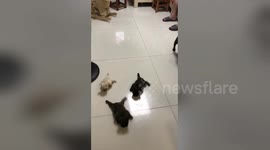 Cute French bulldog puppies can't quite walk yet