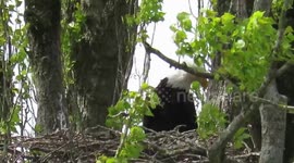 Baby bald eagles