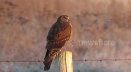Harrier at sunrise in winter