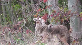 Beautiful coyote in the fall