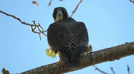 Peregrine falcon mobbed by noisy crows