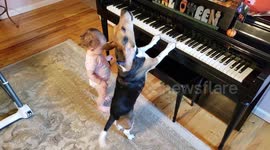 Baby pats piano-playing pooch on the back to tell him 'good job'
