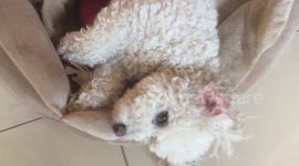 Pup crying and trying to hide her bone when asked for it by her owner