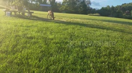 Feeding a baby wild deer apples