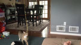 Cheeky cat steals little boy's balloon