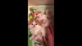 2 Cute puppy cat.