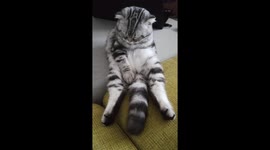 My another cat is fall asleep.
