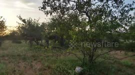 Elephant losing the battle picks on safari goers instead