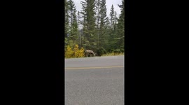 Deer having a spot of lunch