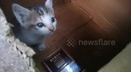 this cats babies accidentally thrown away in Indonesia