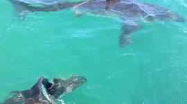 Lucky seal miraculously escapes death in close encounter with great white shark