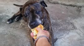 Dog's treat is stolen by... a cheeky monkey!!