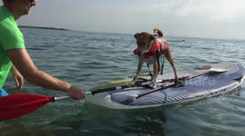 Dog goes paddle surfing with owner on beach day out