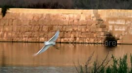 An Egret trying to land.