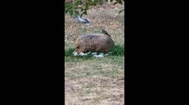 Olive Thrush taking bath
