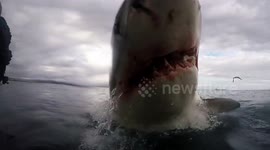 Heartstopping moment Great White Shark almost lands on cage