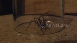Huge Spider in my kitchen!!