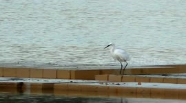 EGRETS JUMPING.
