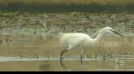 Two Egrets stalking fish and one bird snatches the other ones fish.