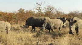 Tourists find incredible sight of five rhino in the wild on World Rhino Day