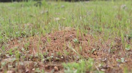 Anthill