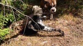 Cute dog gets stuck digging hole