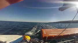 Swimming with wild Dolphins off the coast of Adelaide