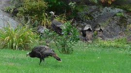 Mont Tremblant Wild Turkeys Up Close