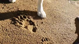 Bear Alert while out walking  my Alaskan Malamute in the woods