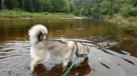 My Alaskan Malamute Loves Wild Animal Scents