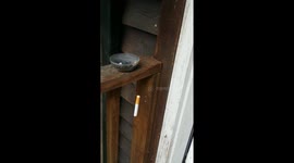 Smoking Spider