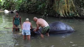 Tourist gives Scrub bath to elephant in srilanka,elephant shows gratitude