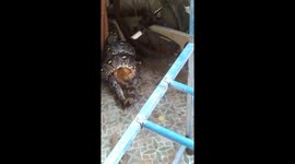 12 foot long python kills cat after wrapping its body around it