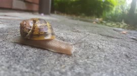 Snail