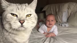 This baby gets super excited around the household's cats