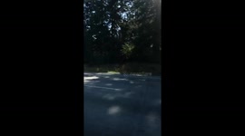 dog wearing goggles on a motorcycle