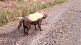 Golden Retriever gets dip-dye in local pond
