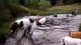 Cute white dog slips in the pond