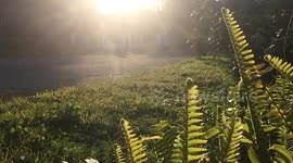 Sunny geen fern